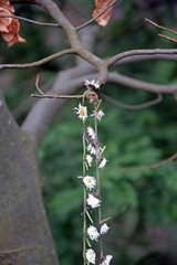 Forgotten daisy-chain in the forest