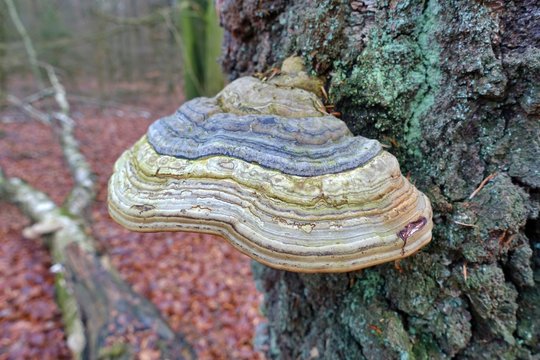 Zunderschwamm, Fomes fomentarius, Baumpilz