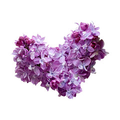 heart from Lilac flowers isolated on white background. Bouquet arranged to form a heart. Design element for love themes. Valentine's day