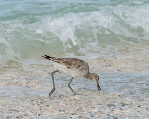 Willets on the beach at Don Pedro Island Florida on the Gulf of Mexico