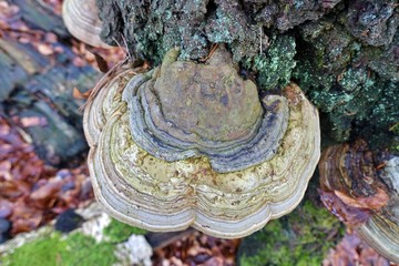 Zunderschwamm, Fomes fomentarius, Baumpilz