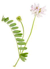 field (wild) flower (mouse pea, Vicia cracca)