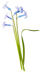 isolated blue flower Scilla on white background. 
