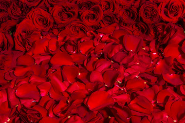 Red roses close-up, texture of flowers.