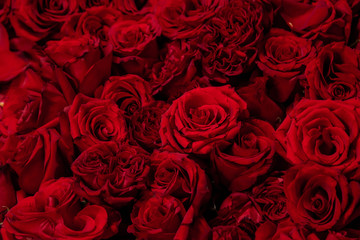 Red roses close-up, texture of flowers.