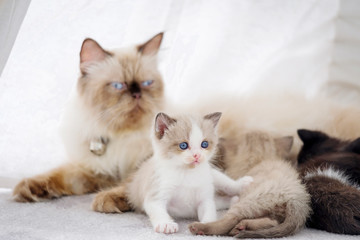Persian kitten and mother cat lying in room, adorable cat family in playroom
