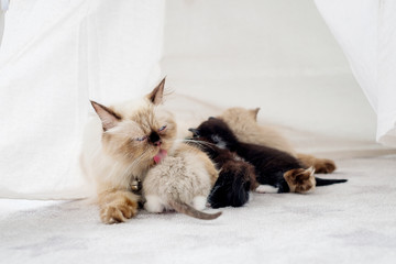 Persian kitten and mother cat lying in room, adorable cat family in playroom