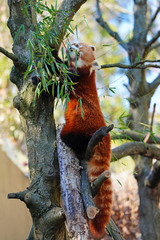 View of a Red Panda (Ailurus fulgens) in an outdoor park