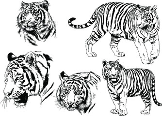 vector drawings sketches different predator , tigers lions cheetahs and leopards are drawn in ink by hand , objects with no background