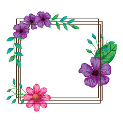 Obraz premium square frame of flowers purple and pink color vector illustration design