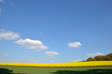 Obraz premium rapsfeld