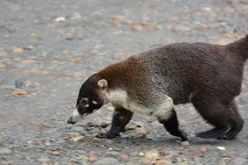 Coati