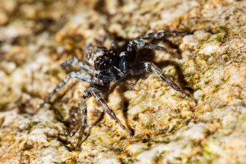 Jumping spiders