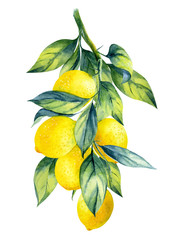 Watercolor illustrations with lemons isolated on the white background: fruits, branch and leaves.Element for design,card, invitation, poster.