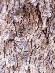 Coarse brown bark, rough surface