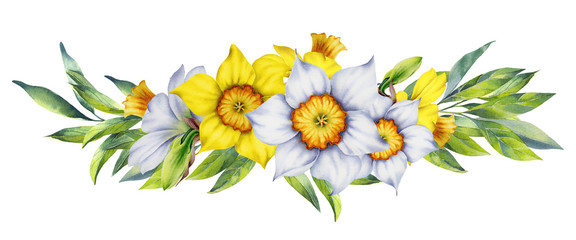 Watercolor composition with spring daffodils and green leaves on white background. Element for design,card, invitation, poster.