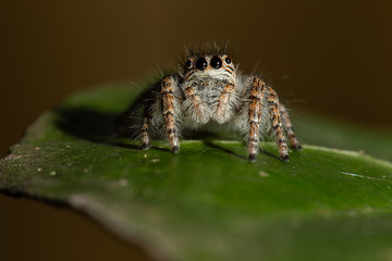Jumping spider