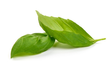 Sweet basil herb leaves, isolated on white background. Sweet Genovese basil