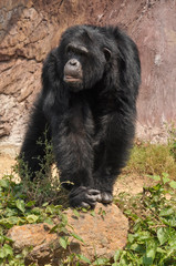 Obraz na płótnie Canvas Chimpanzee