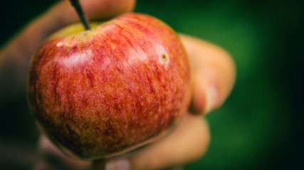 Apple in the hand