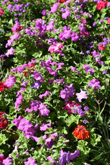 Pétunia rose en été au jardin