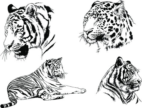 Tiger Line Art Stock Vector by ©koratmember 32748911