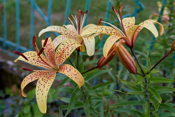 Spotted lily flower