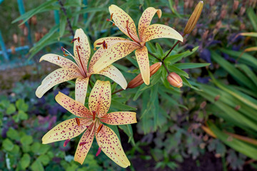 Spotted lily flower