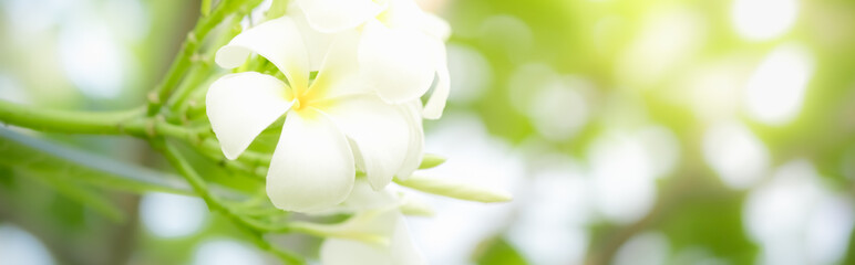 Amazing nature view of white leaf on blurred greenery background in garden and sunlight with copy space using as background natural green plants landscape, ecology, fresh wallpaper concept.