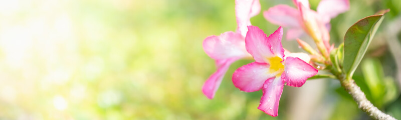 Amazing nature view of pink leaf on blurred greenery background in garden and sunlight with copy space using as background natural green plants landscape, ecology, fresh wallpaper concept.