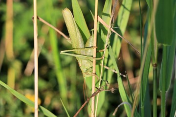 Grünes Heupferd, Tettigonia viridissima