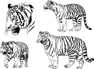 a set of vector drawings of various predators , tigers and lions, drawn in ink by hand, realistic for the logo