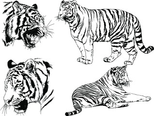 a set of vector drawings of various predators , tigers and lions, drawn in ink by hand, realistic for the logo