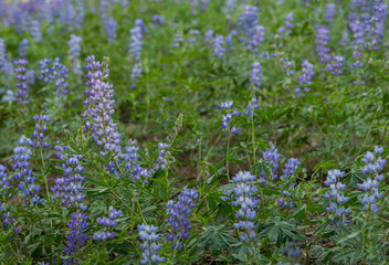 Obraz premium Field of Purple Lupine in Alpine Meadow