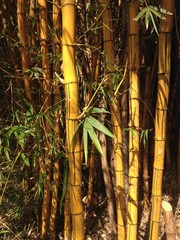 bamboo in botanic garden. South Africa