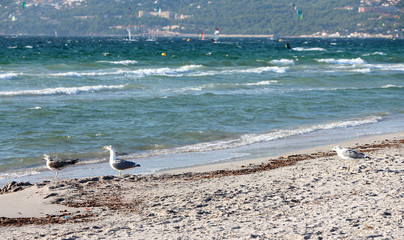 seagulls on the beach