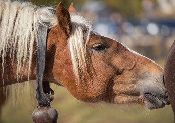 Beautiful red horse, close up head portrait
