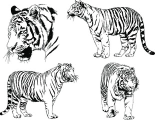 vector drawings sketches different predator , tigers lions cheetahs and leopards are drawn in ink by hand , objects with no background