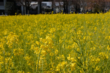 Obraz premium 横浜市川和町の菜の花
