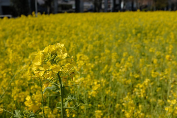 横浜市川和町の菜の花