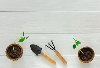 Young green seedlings of cucumbers in eco pots on a white wooden background with a rake and a...