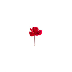 Obraz na płótnie Canvas Red flower isolated on white background. Bright flower top view. Autumn flora. Plant on color table concept