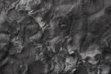 Fototapeta premium Black real wool with a darktop texture background, dark natural sheep wool, gray seamless cotton, fluffy fur texture for designers, close-up grey wool rug