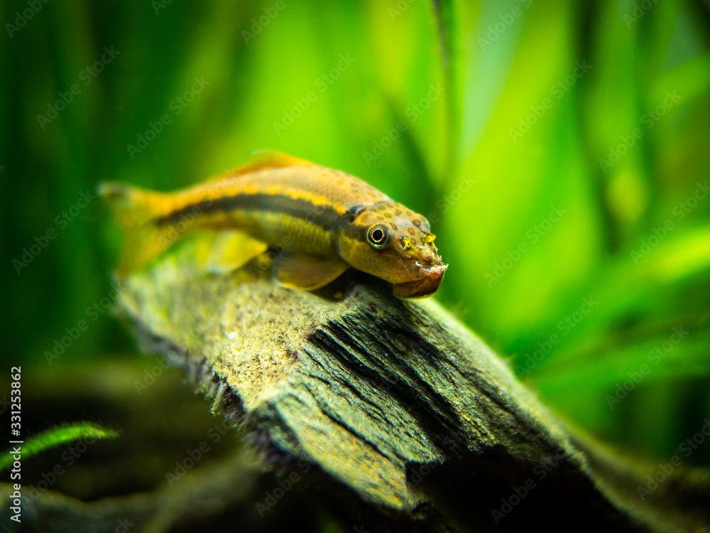 Sticker chinese algae eater close up in fish tank (gyrinocheilus aymonieri) with blurred background - Stickers