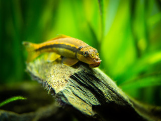 Chinese Algae Eater close up in fish tank (Gyrinocheilus aymonieri) with blurred background