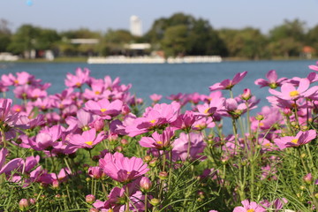 Pink flowers in the morning garden