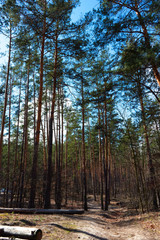 Beginning of spring in pine forest