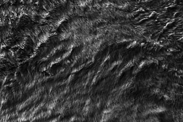 Black real wool with a darktop texture background, dark natural sheep wool, gray seamless cotton, fluffy fur texture for designers, close-up grey wool rug