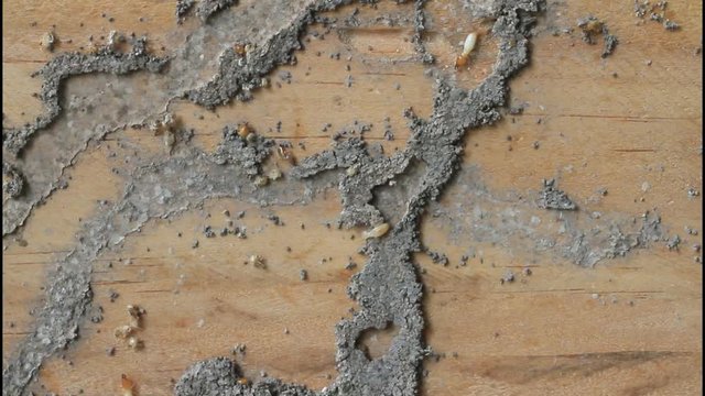 Group of worker termites walking and move in cracking tunnel from termite nest on old brown wood board of abandoned house. Video clip for environment or pest control or house problem concept.