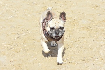 Beige and white french bulldog with scottish harness walking towards me. 